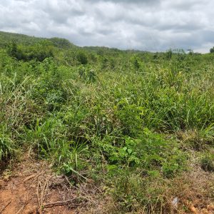 Land known as Moxam Mountain (Farm Land)