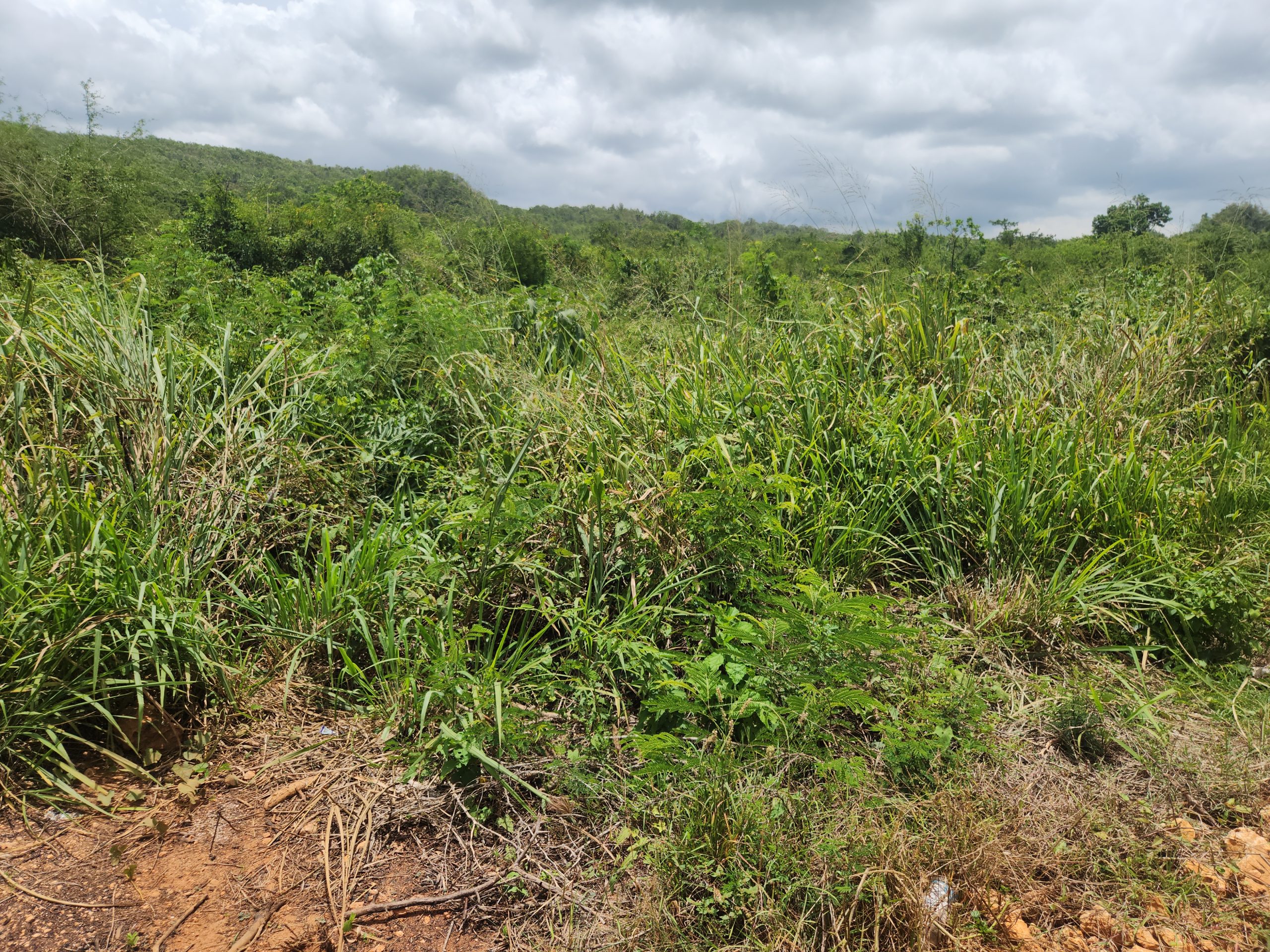 Land known as Moxam Mountain (Farm Land)