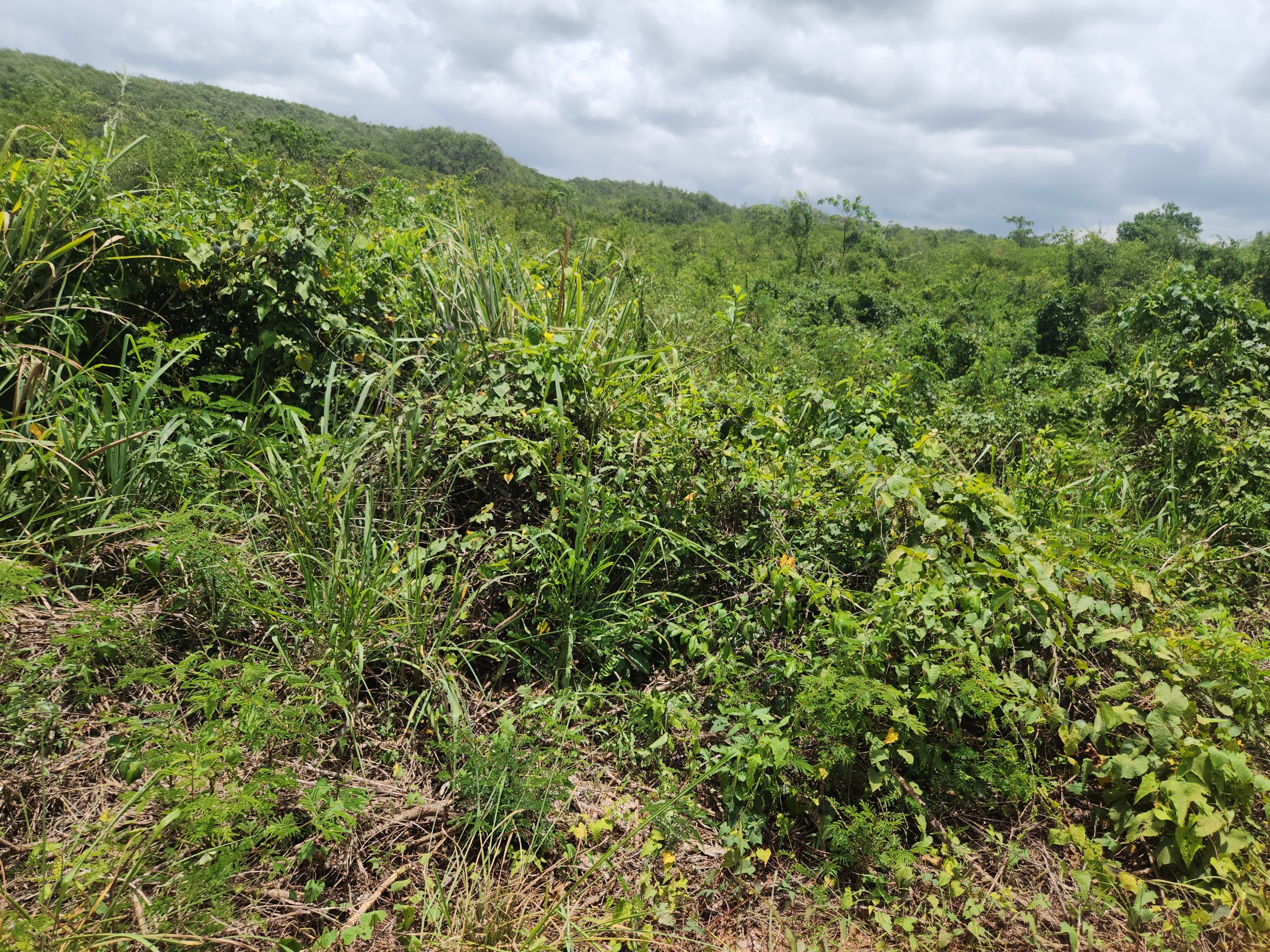 Land known as Moxam Mountain (Farm Land) - Image 3
