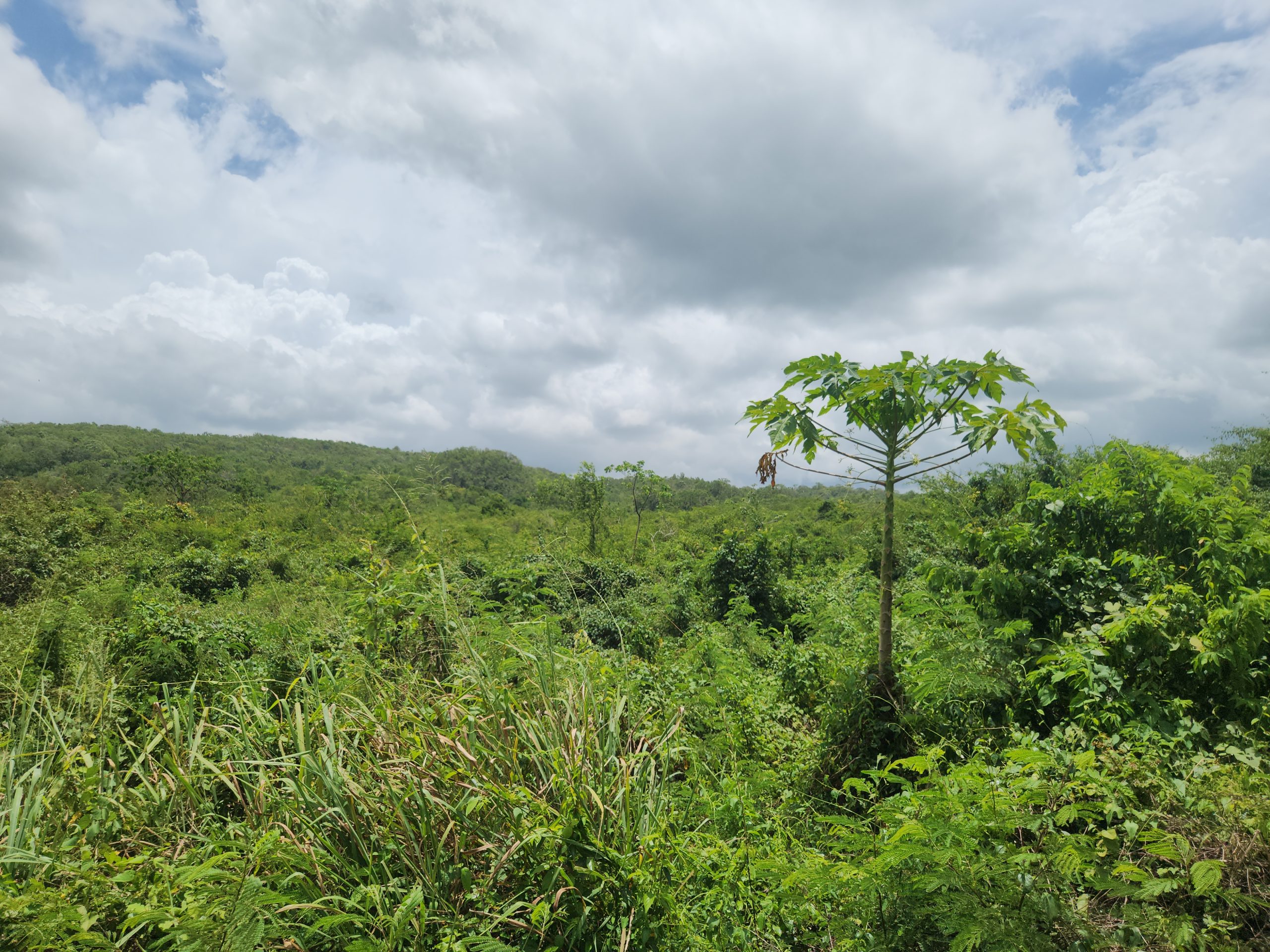 Land known as Moxam Mountain (Farm Land) - Image 4